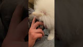 No boop for Pom