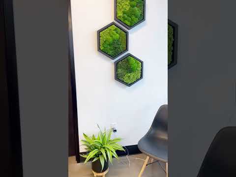 Video: Dekoratyvinės samanos – pats nepretenzingas augalas