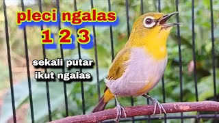 Pleci Ngalas 123 || Pancingan Pleci Biar Langsung Ngalas