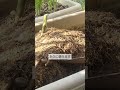 プランター土の再生　終わった野菜のプランターの土は元気に育って多くの収穫が出来る土に再生をします