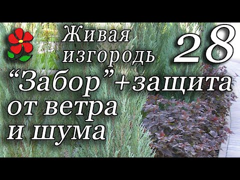 Живая изгородь. Разграничение. Защита от Ветра. Рядность изгороди.  Часть 1.  Курсы, урок 28.