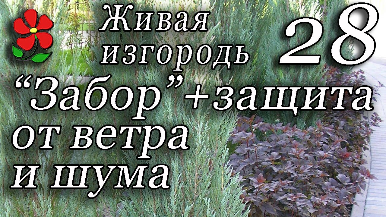 Дхо от ветра