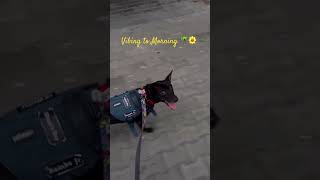 Me and Rambo 🏃🏾🐾🐶 #rambo #bassie #shorts  #running #health #fun #youtubeshorts #love #doglife