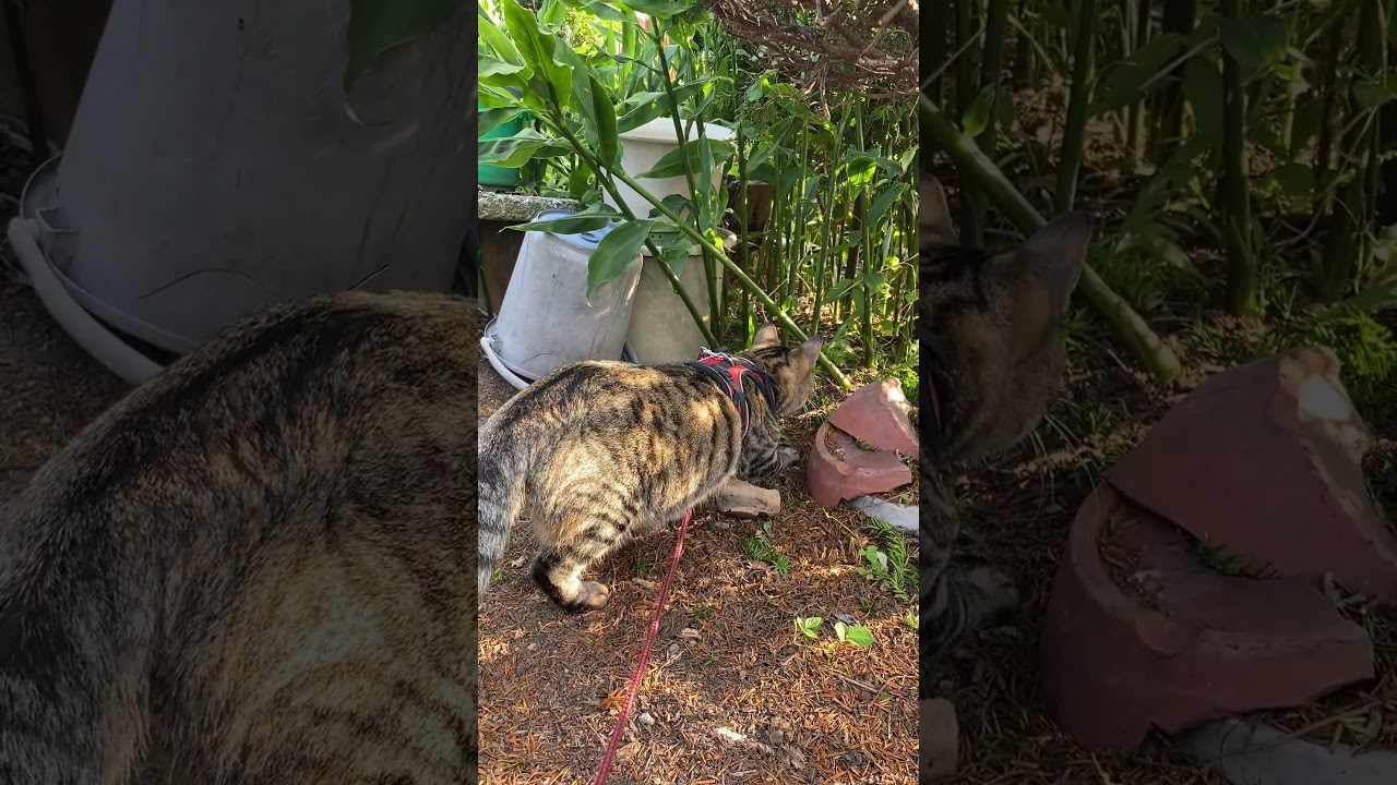 庭の野良猫さん。トラジの親戚? #猫 #cat #野良猫 #shorts