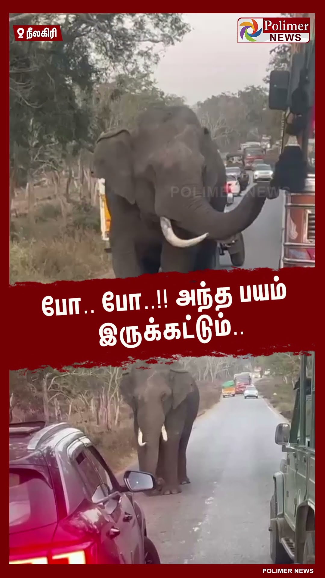 போ.. போ..!! அந்த பயம் இருக்கட்டும்.. அச்சுறுத்தும் காட்டு யானை..#shorts | #elephant