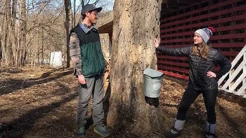 Maple Syrup Season at Osprey Wilds: Part 1