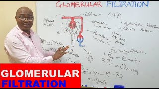 GLOMERULAR FILTRATION screenshot 1