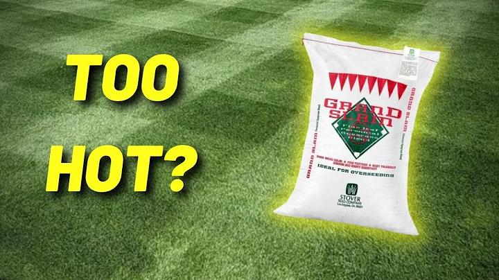 Can Perennial Ryegrass Handle The HEAT?