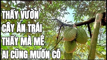 CHÚ VĂN TUỔI GIÀ SỨC YẾU NÊN KHÔNG CÒN KHẢ NĂNG LÀM VƯỜN CÂY ĂN TRÁI NỮA NÊN BÁN MÃNH ĐẤT TÂM HUYẾT