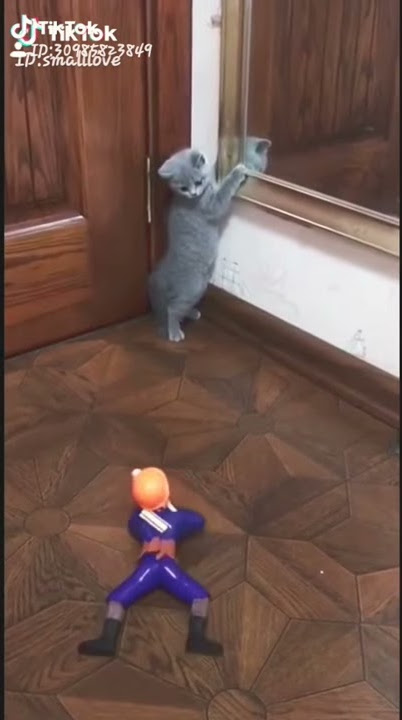 Ternyata kucing takut ke robot yang terlahir dengan kekuatan supernya