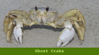 Ghost Crab General Information