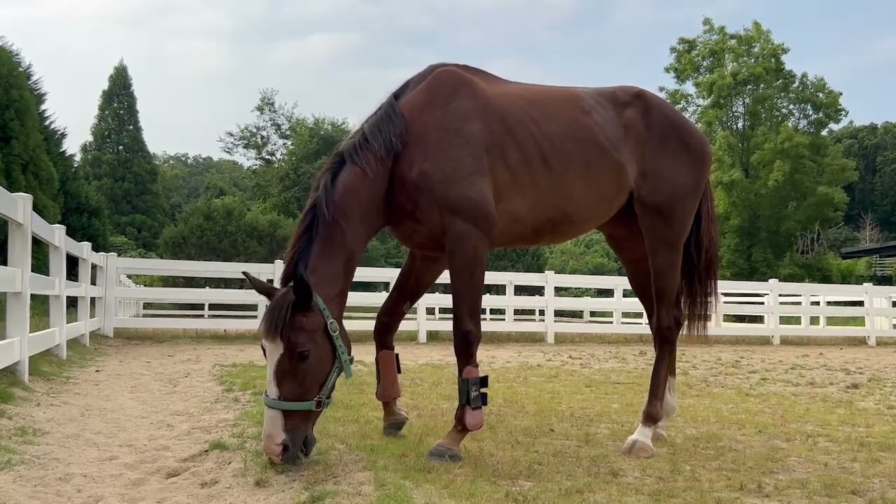 【2024.08.07】ノア号🐴肥育場から1ヶ月。皆様により死を回避できた姿。大阪のホースレスト🌳で過ごす～。今後は乗馬の世界で生きていくよ✨　#引退馬 #引退競走馬 #放牧 #リタッチ馬 #ノア