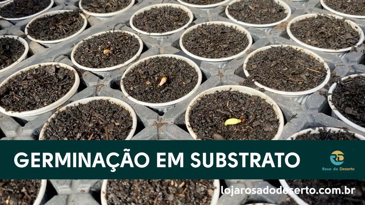 Germinação de sementes de Rosa do Deserto diretamente no substrato.