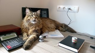 Maine Coon Willy, soft power