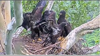 US Steel Eagles ~TRIPLE WINGING IN RAIN w/ MAZ, SID & HUTCH! SHAKE IT BABY MUSIC PRESENTATION 6.6.26