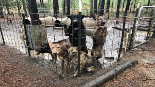 Hundreds Of German Shepherds Saved From Georgia Puppy Mill