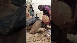 A Unique Method to Help a Camel Stay CoolCamel Gets Relief from the Scorching HeatWater Brings Comf