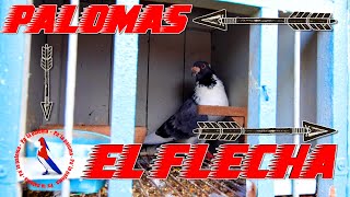 Palomar del Flecha - His pigeons and how he keeps them