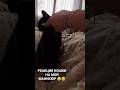 MADINA SAFARI: Мышка оценила мой маникюр... 😂 #shorts