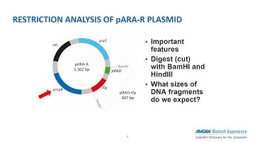 Lab 2/2A Flow and Safety Considerations