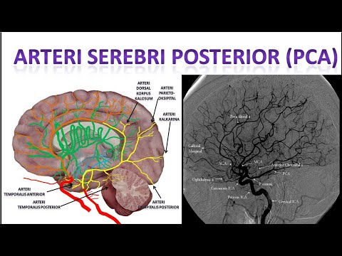 Video: Cabang Pericallosal Posterior Dari Arteri Serebral Posterior - Peta Tubuh