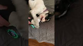 Cute puppy gives herself a massage