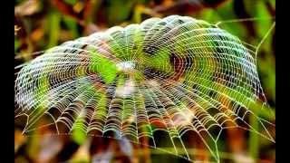 Discussing evolution: Natural selection, random chance and creationism