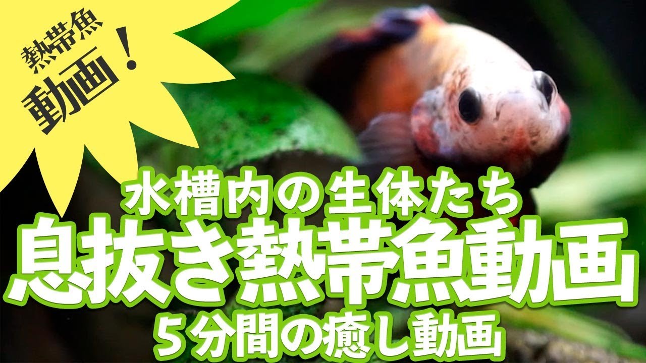 ベタ動画 5分間の息抜き熱帯魚動画 水槽動画 Youtube ベタ動画 5分間の息抜き熱帯魚動画 水槽動画 Youtube