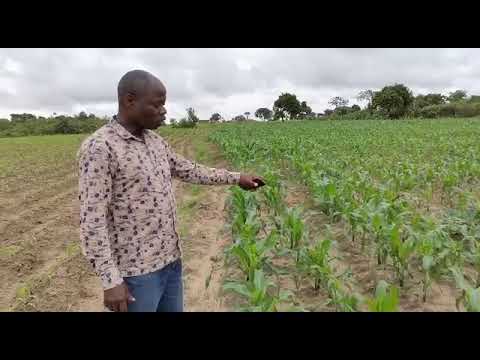 Eradicate hunger for Malawi's farmers with Deep Bed farming | Crop comparisons