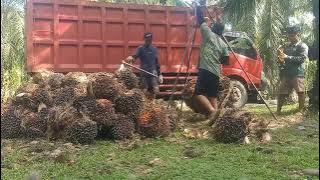 Panen padat merayap #sawitmukomuko 