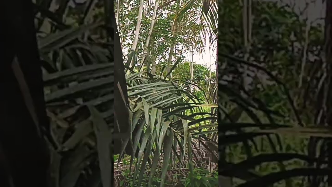 backrooms lvl 702 jungle