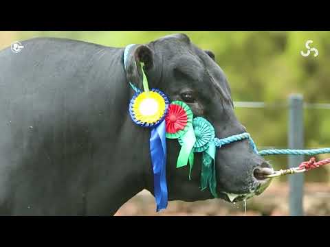 LOTE 26   TAT TE3844 M Angus