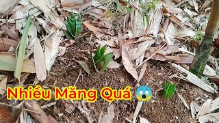 Đi Lấy Đồ Ăn Trong Rừng Trúng Cả Ổ Măng Ngon | Go Get Food In The Forest