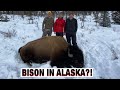 S21Ep8: DIY Farewell Alaska Bison Hunt! Unforgettable!!