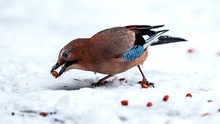 The cat is hunting for jays by Bird documentaries 1,320 views 4 months ago 4 minutes, 7 seconds