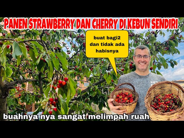 PANEN STROWBERRY DAN CHERRY DI KEBUN SENDIRI BUAHNYA MELIMPAH RUAH DAN BUAT BAGI2 class=