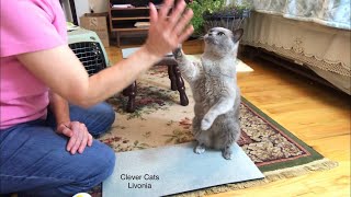 Cat Tricks in One Minute by Clever Cats Livonia 2,773 views 3 years ago 2 minutes, 12 seconds