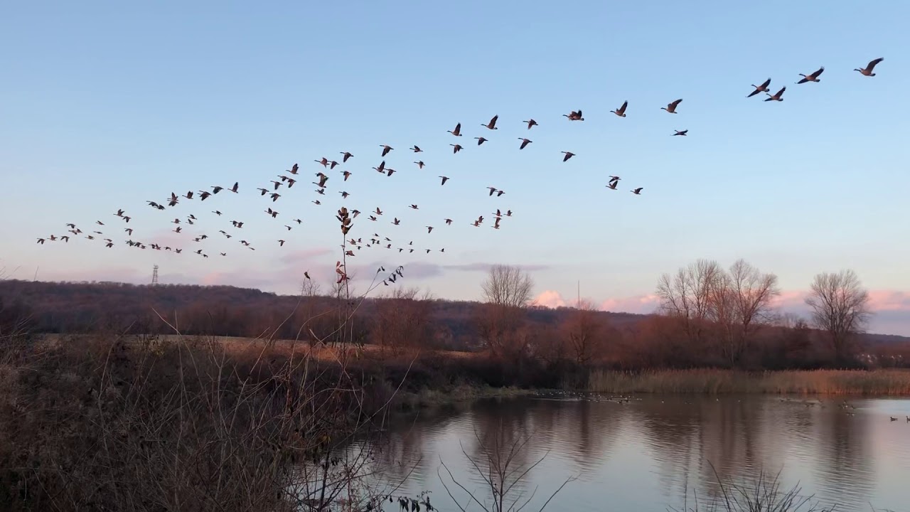 Canada geese migration in Vformation YouTube