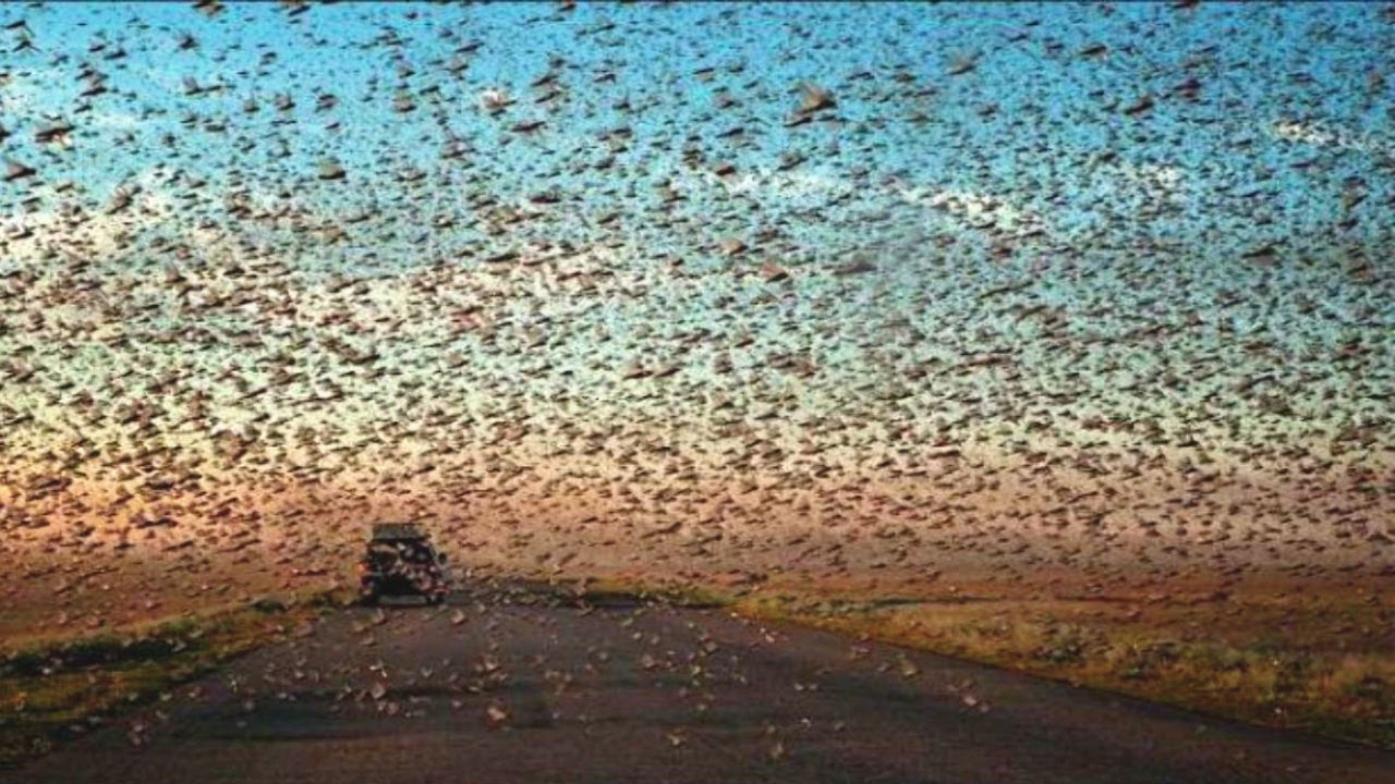 Terrible locust infestation in Saudi Arabia. She eats everything in her