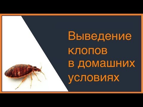 Как вывести постельных клещей в домашних условиях