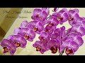 ОБИЛЬНОЕ и ШИКАРНОЕ цветение моих  ОРХИДЕИ /часть 3/ orchids орхидея orchid фаленопсис phalaenopsis