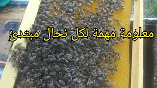 معلومة مهمة لكل نحال قبل البدء بشراء النحلImportant information for the beekeeper before starting