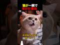 猫が一瞬で老けた理由
