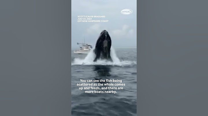 New angle of whale that hit boat off Portsmouth, New Hampshire #whalewatch