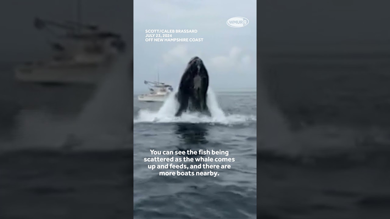New angle of whale that hit boat off Portsmouth, New Hampshire #whalewatch