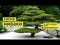 Как сформировать сосну ниваки во второй сезон формировки. Сосна ниваки своими руками.