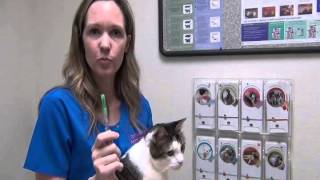 Giving Sub-Q fluids to your cat at home by GriffithSmAnimalHosp 141,187 views 11 years ago 14 minutes, 55 seconds