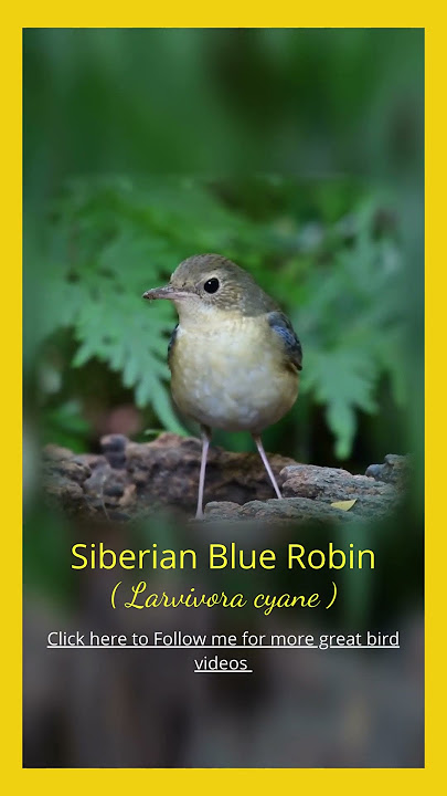 Amazing Birds of Thailand  | The Siberian Blue Robin