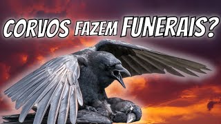 Inteligência Animal: Como os Corvos Reagem à Morte?