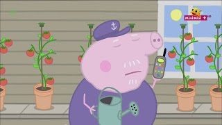 winka Peppa Mistrz Tata winka Hd Pl